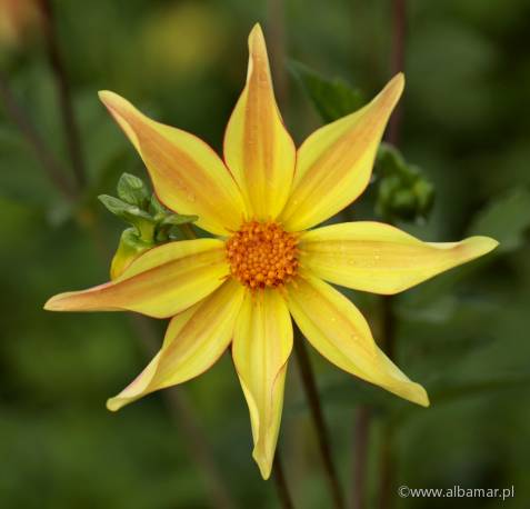 Dalia 'Izarra' Dahlia