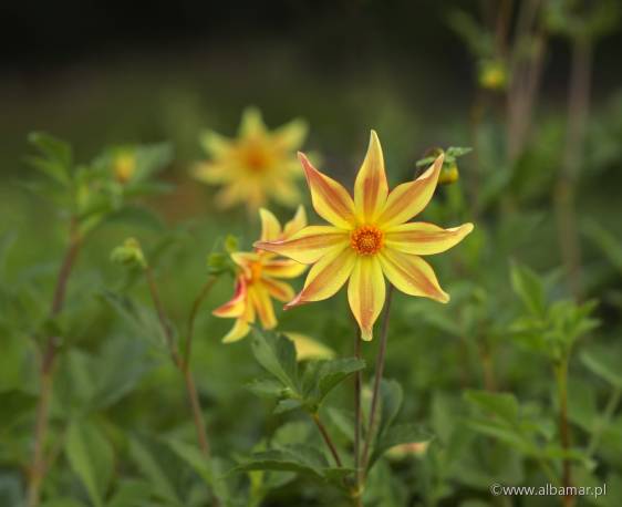 Dalia 'Izarra' Dahlia