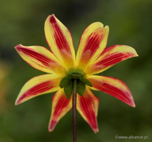 Dalia 'Izarra' Dahlia