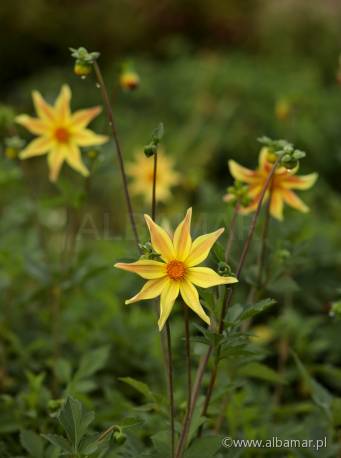 Dalia 'Izarra' Dahlia