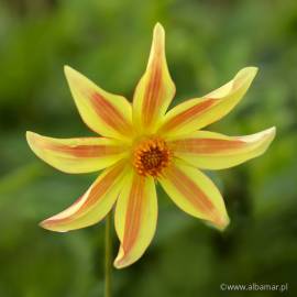 Dalia 'Izarra' Dahlia