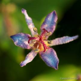 Trójsklepka tajwańska 'Gilt Edge' Tricyrtis formosana