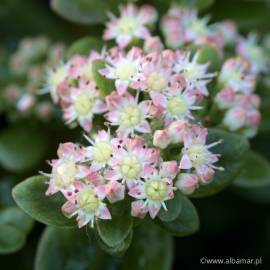 Rozchodnik 'Stewed Rhubarb Mountain' Sedum