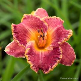 Liliowiec 'Color Symphony' Hemerocallis