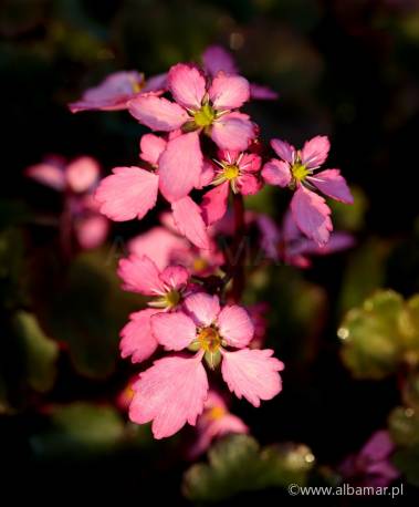 Skalnica zarzyczkolistna Dancing Pixies 'Toni' Saxifraga cortusifolia