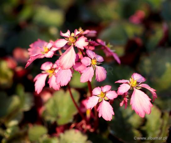 Skalnica zarzyczkolistna Dancing Pixies 'Toni' Saxifraga cortusifolia