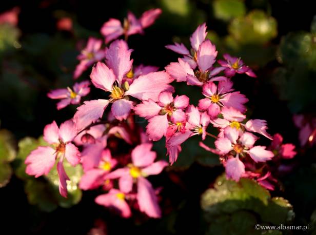 Skalnica zarzyczkolistna Dancing Pixies 'Toni' Saxifraga cortusifolia