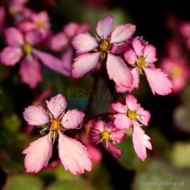 Skalnica zarzyczkolistna Dancing Pixies 'Toni' Saxifraga cortusifolia