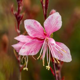 Gaura Lindheimera 'Cherry Brandy' Gaura lindheimeri