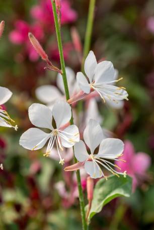 Gaura Lindheimera 'Flamingo White' Gaura lindheimeri