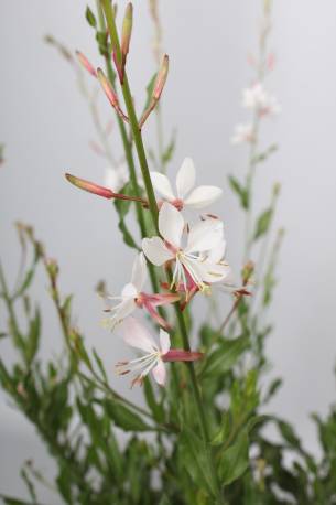 Gaura Lindheimera 'Flamingo White' Gaura lindheimeri