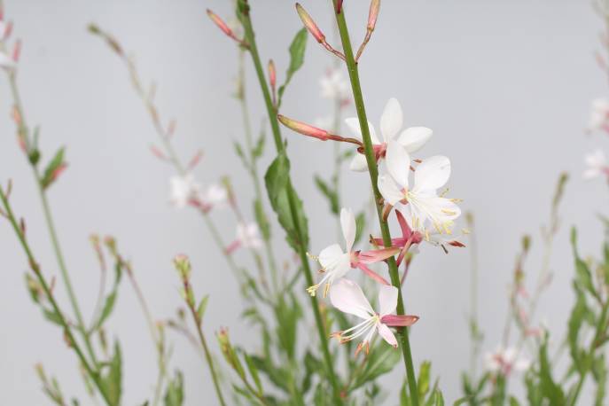 Gaura Lindheimera 'Flamingo White' Gaura lindheimeri