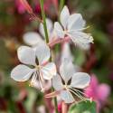 Gaura Lindheimera 'Flamingo White' Gaura lindheimeri