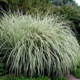 Miskant chiński 'Rigoletto' Miscanthus sinensis