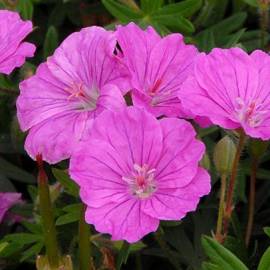 Bodziszek czerwony 'Ankum's Pride' Geranium sanguineum