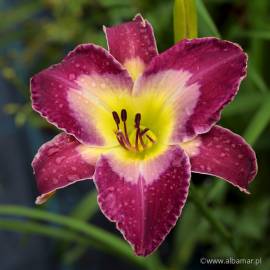 Liliowiec 'Longfields Model' Hemerocallis