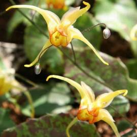 Epimedium 'Amber Queen' Epimedium