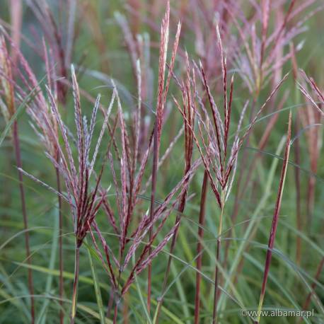 Miskant chiński Red Cloud 'EMPMIS01' Miscanthus sinensis