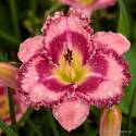 Liliowiec 'Parrot Tattoo' Hemerocallis