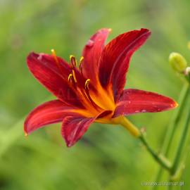 Liliowiec 'Sammy Russell' Hemerocallis