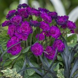 Pierwiosnek bezłodygowy Belarina 'Ruby Champagne' Primula vulgaris