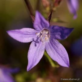 Dzwonek Poszarskiego 'Lagoon Blue' Campanula poscharskyana