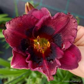 Liliowiec 'Midnight Dynamite' Hemerocallis