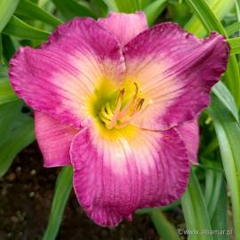 Liliowiec 'Moroccan Sunrise' Hemerocallis