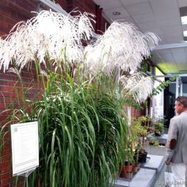 Miskant chiński 'Memory' Miscanthus sinensis