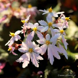 Skalnica Fortune'a 'Sibyll Trelawney' Saxifraga fortunei