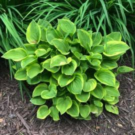 Funkia 'Golden Tiara' Hosta