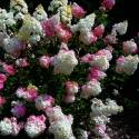 Hortensja bukietowa 'Vanille Fraise' Hydrangea paniculata