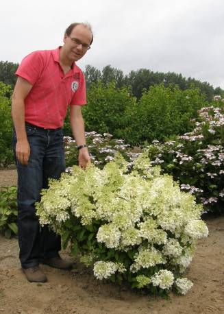 Hortensja bukietowa 'Bobo' Hydrangea paniculata