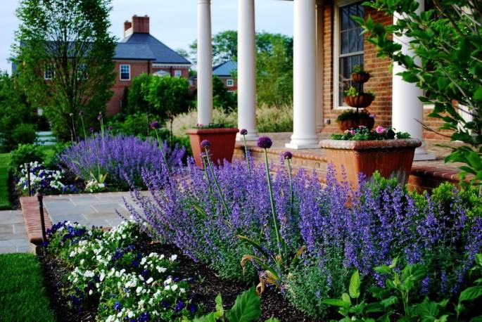 Kocimiętka Faassena 'Walker's Low' Nepeta x faassenii