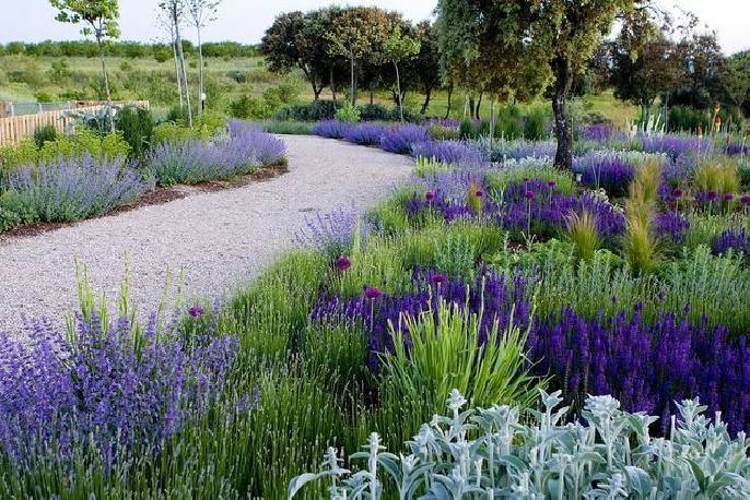 Kocimiętka Faassena 'Walker's Low' Nepeta x faassenii