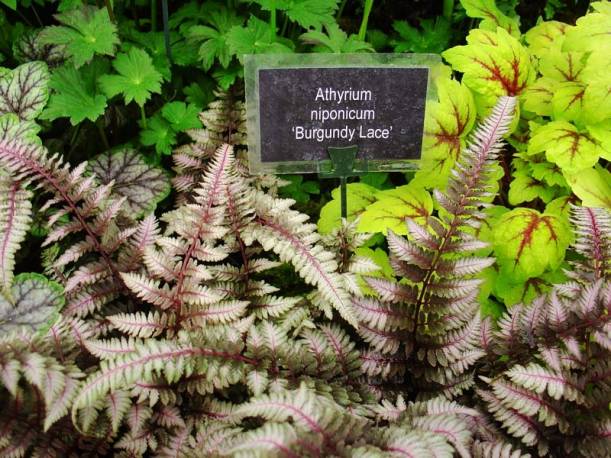 Wietlica japońska 'Burgundy Lace' Athyrium nipponicum