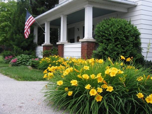 Liliowiec 'Stella de Oro' Hemerocallis