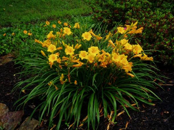 Liliowiec 'Stella de Oro' Hemerocallis