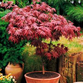 Klon palmowy 'Atropurpureum' Acer palmatum