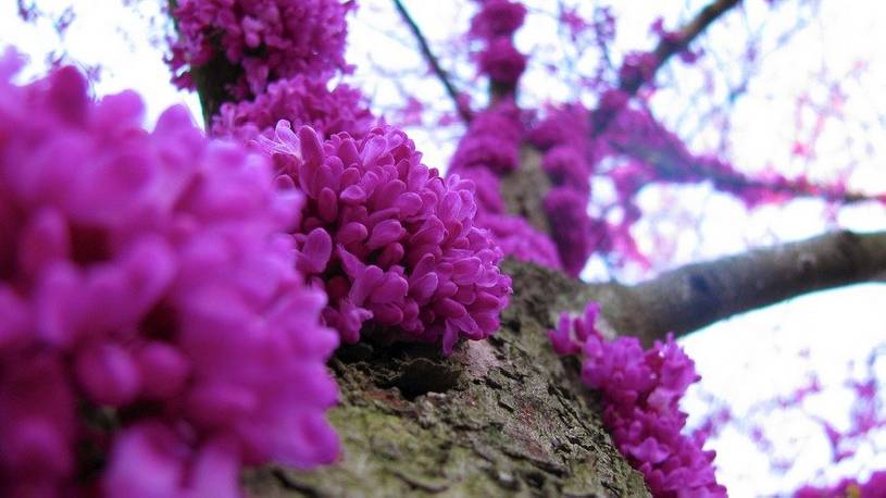 Judaszowiec kanadyjski Cercis canadensis