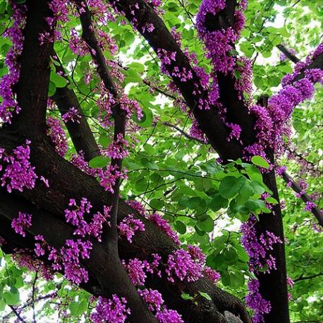 Judaszowiec kanadyjski Cercis canadensis