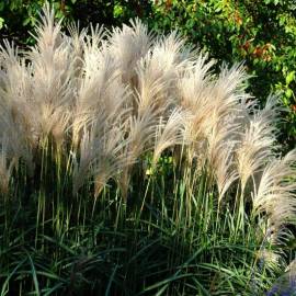 Miskant chiński 'Kleine Fontane' Miscanthus sinensis