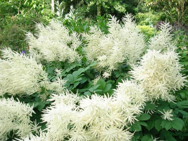 Parzydło leśne 'Pearl White' Aruncus sinensis