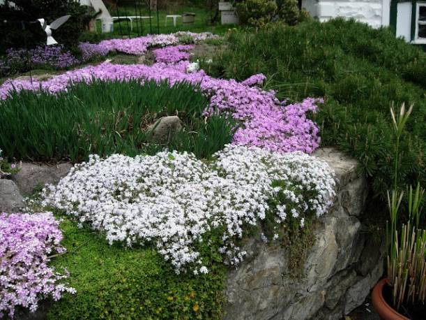 Floks szydlasty 'Calvides White' Phlox subulata