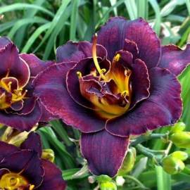 Liliowiec 'Voodoo Dancer'