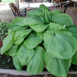 Funkia 'Jurassic Park' Hosta