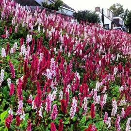 Rdest pokrewny Persicaria affine