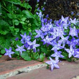 Dzwonek gargański Campanula garganica