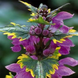 Jasnota plaminta 'Anne Greenaway' Lamium