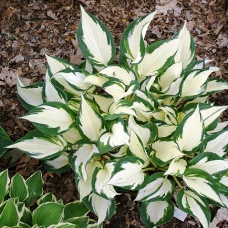 Funkia Fire And Ice Hosta Fire And Ice